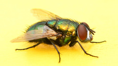 Schmeißfliege (16).jpg